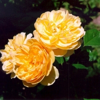 Yellow Roses