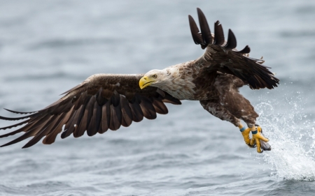 Eagle - eagle, animal, prey, bird