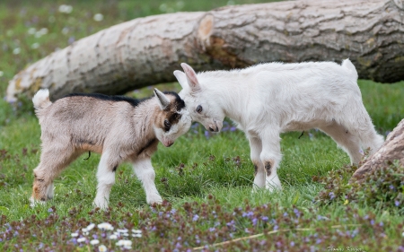 Goats - goat, wood, grass, thomas kruger, baby, horns, white, animal, green, cute