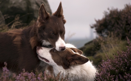 Love - white, animal, australian shepherd, brown, cute, dog, couple