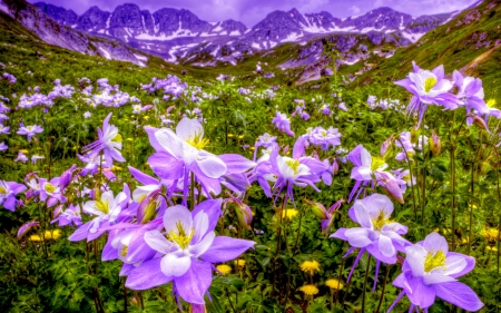 VALLEY of GLORY - nature, valley, mountain, field, flowers