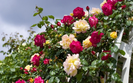 Bush of Roses - blossoms, garden, fence, petals, leaves