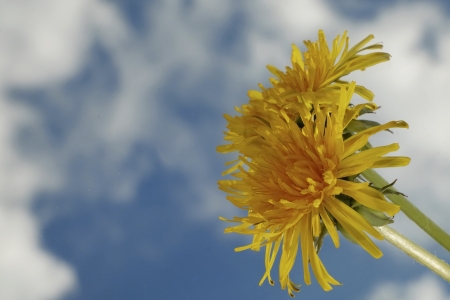 Dandelions - sky, blossoms, petals, clouds