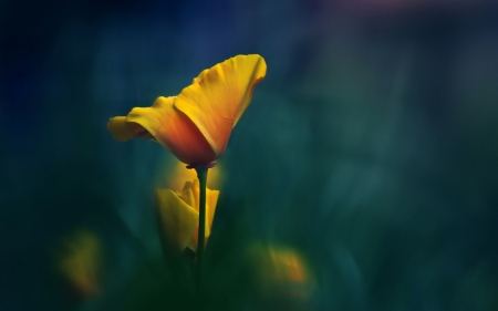 Yellow Poppy - blossom, garden, flower, petals