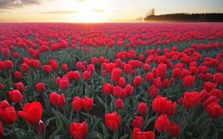 Red Tulips - flowers, blossoms, landscape, field, petals, leaves