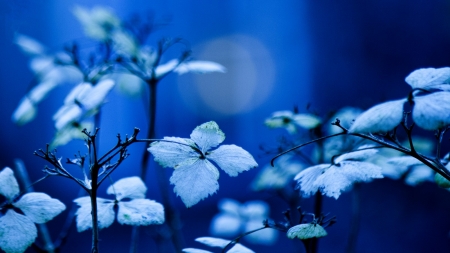 Blue Forest - leaves, forest, trees, night