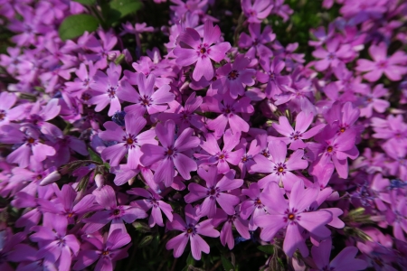 Beautiful flowers - wonderful, lovely, flower, beautiful