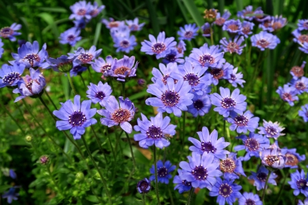 Purple flowers