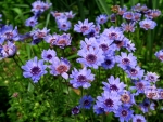 Purple flowers