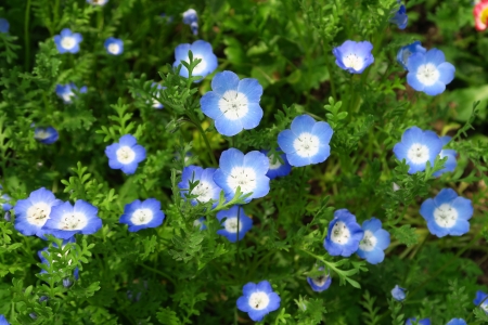 Lovely blue flowers