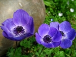 Purple flowers