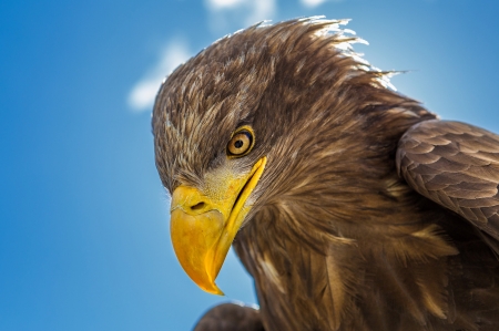 Golden Eagle - raptor, portrait, head, beak, eyes