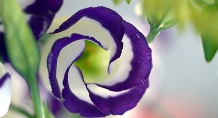 Beautiful Flower - white, purple, flower, beautiful