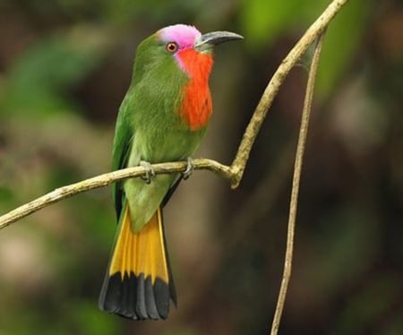 Bird - yellow, colors, bird, green