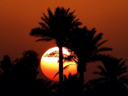 That's Our Sun - palm, nature, sunset, sun