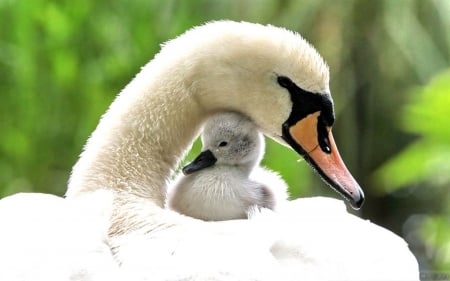 Swan Mom - spring, water bird, chick, sweet