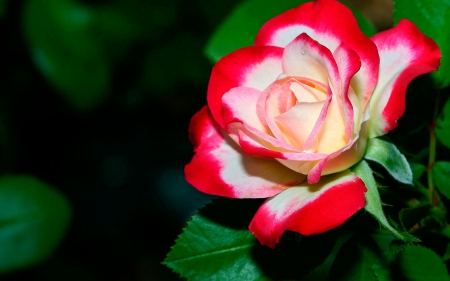 Rose - beauty, love, wide screen, photography, rose, white, floral, beautiful, red, romance, photo, flower