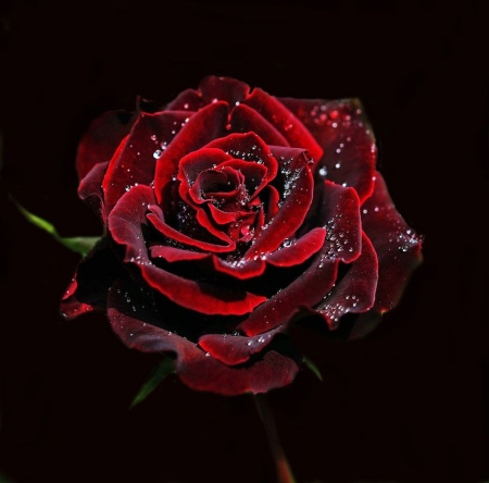 Rose - flowers, photo, rose, red