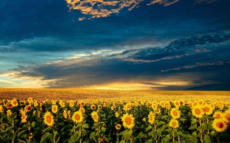 Sunflowers - field, blossoms, landscape, clouds