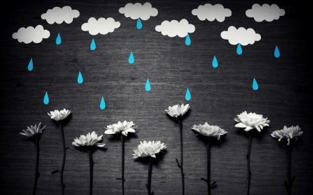 Raining - white, cloud, rain, blue, daisy, black, flower