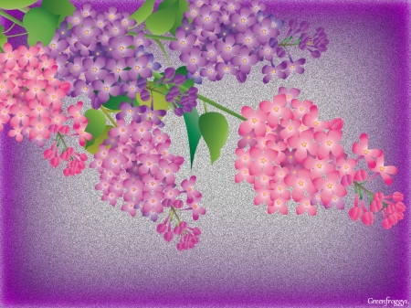 PINK AND PURPLE LILACS - creation, purple, lilac, pink