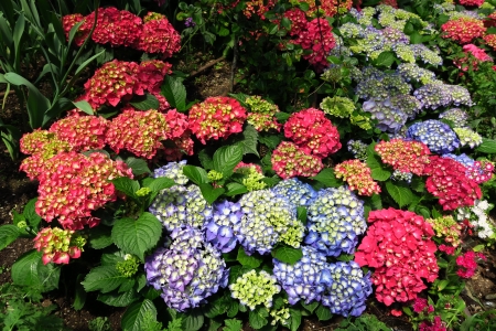 Hydrangea macrophylla - colorful, pretty, flowering plant, beautiful