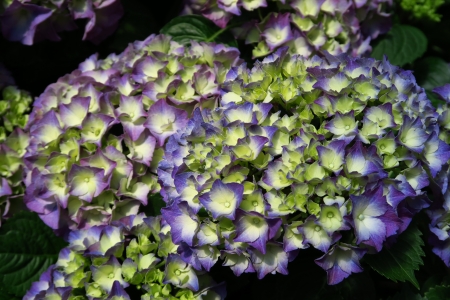 Hydrangea macrophylla - pretty, beautiful, colorful, flowering plant, lovely