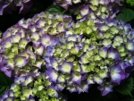 Hydrangea macrophylla