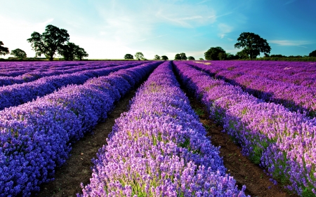 Lavender Field - blossoms, landscape, trees, blue