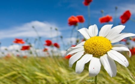 Summer Flowers - poppies, grain, landscape, daisy, field