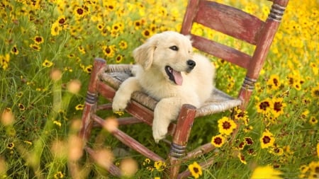 Summer Pleasure - sunflowers, chair, flowers, blossoms