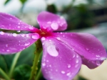 raindrops on flower