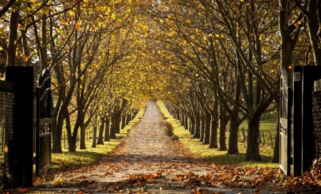 Nature - wood, nture, leaf, tree, grass