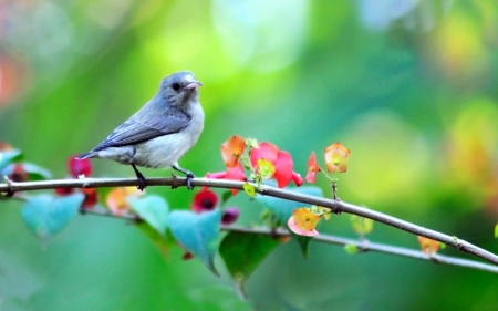 Bird - fly, animal, leg, bird