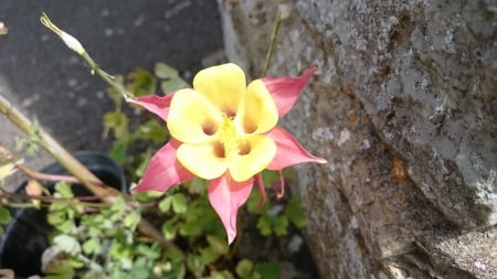 Grannies Bonnets - flower, yellow, nature, garden