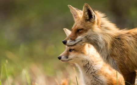 Fox - fur, animal, ear, fox