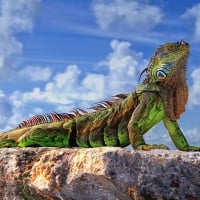 Green Iguana