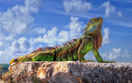 Green Iguana - pretty, green, Green, lizard, Iguana