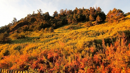 Mountain - nature, tree, mountain, sun