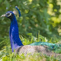 Peacock