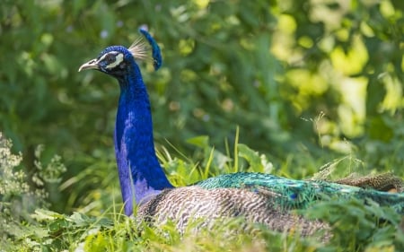 Peacock - bird, peacock, feathers, blue, green