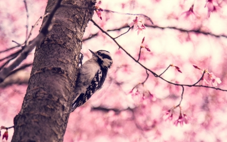 Woodpecker - flower, bird, pink, woodpecker, spring, sakura, tree