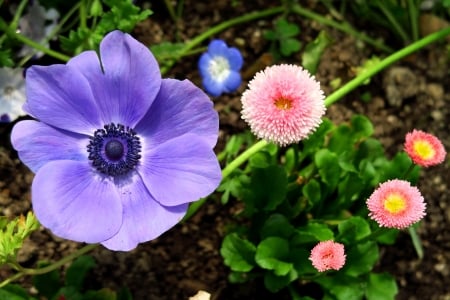 Beautiful flowers - fields, beautiful, colorful, lovely, flower