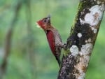 Woodpecker