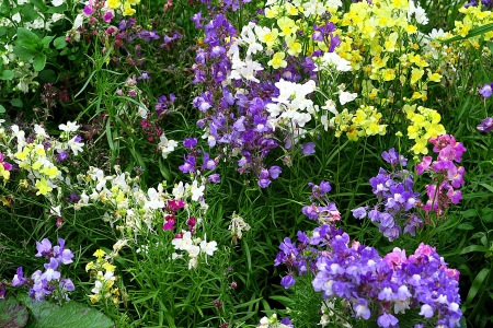 Colorful flowers - flower, bright, beautiful, lovely, fields, colorful