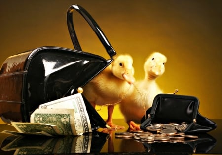 Goldies - duck, funny, money, black, purse, bird, ducklings, yellow, golden