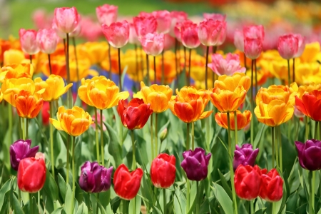 Tulip field - colors, flowers, blossoms, spring