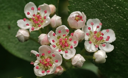 Flowers - white, garden, flower, pink