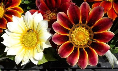 Flowers - white, amazing, flowers, red