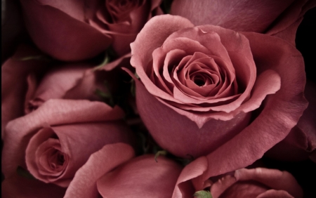 Roses - skin, soft, pink, texture, rose, flower